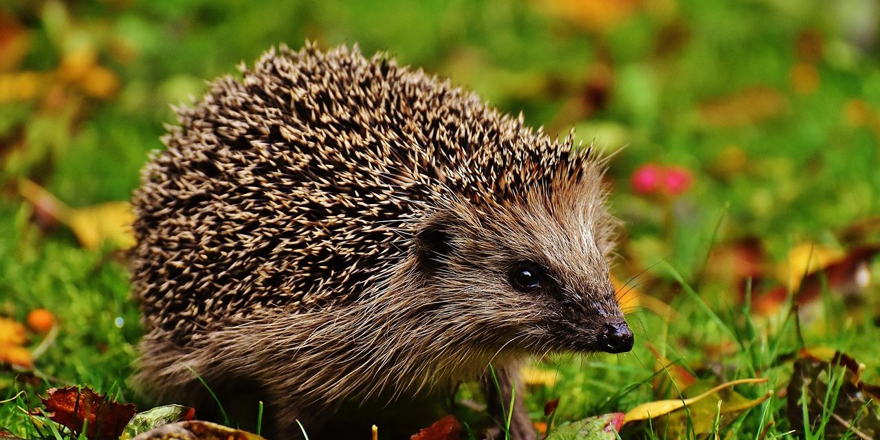hedgehog-child-1759006_1280